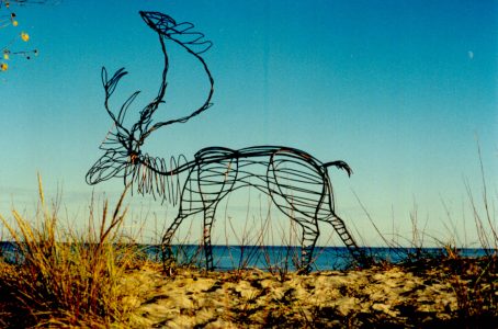 Caribou - Reindeer  -  (picture is on Lake Michigan) 6 feet 3 inches high overall (38 inches high at the shoulders) and 57 inches long.