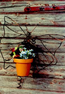 Butterfly  -  butterfly on a wall  -  19 inches wide and 17 inches high.